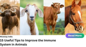 15 Useful Tips to Improve Immune System in Animals