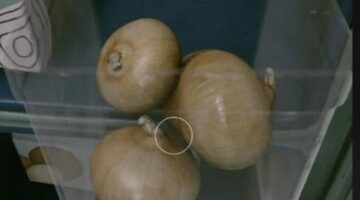 Forget space combat, just look at Starfield’s onions