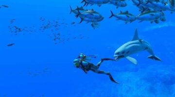 Endless Ocean Luminous (Nintendo Switch) Review – CGMagazine