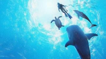 Endless Ocean Luminous Review | TheSixthAxis