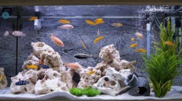 Essential Tips For Keeping Your Aquarium Fish Healthy
