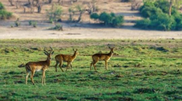 Bandhavgarh National Park – Exploring the Wilderness