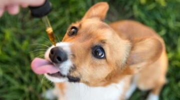 Pet Releaf Edibites CBD