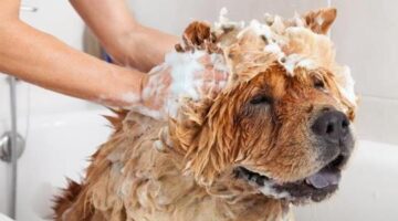 Hemp Shampoo for Dogs