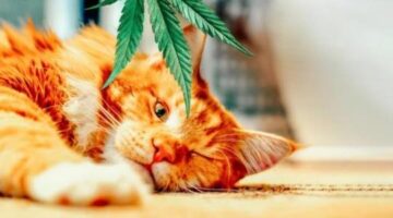 Paw Releaf Topical CBD Ointment Cats