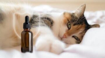 Organic Full-Spectrum CBD Oil For Cats