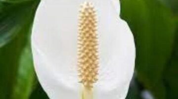 Which Plants can Absorb Negative Energy in the House?- letsdiskuss