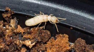 Termite Pest Control Service – People’s Pest Control