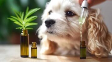 What to Know Before Giving Your Dog CBD