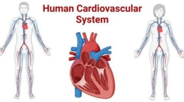 What is Cardiovascular System?- letsdiskuss