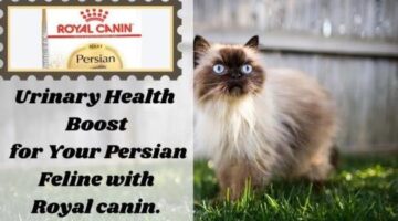 Benefits of Royal Canin Persian Cat Food for Urinary Care. – Pursianpaws