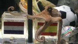 Paul the ‘psychic’ World Cup octopus dead