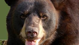 Cabela’s Dangerous Hunts 2011 Hunters Trailer