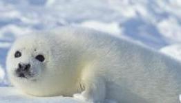 GameZone – Nat Geo Challenge! Wildlife Review