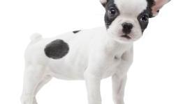Nintendogs Wii was considered – Konno