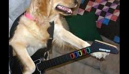RIP Guitar Hero: Top 5 Player Video Clips