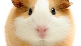 I’m Not Your Guinea Pig! | Mad Overdose