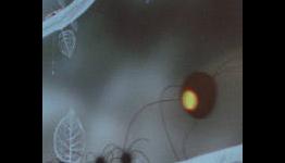 Amanita Design unveil Samorost 3 and others | CasualGaming.biz