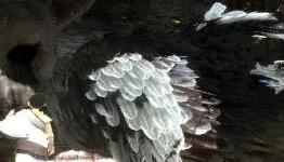 Delayed: The Last Guardian, Ico & Shadow of the Colossus HD
