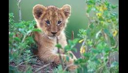 African Cats (2011) – Popzara Review