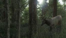 The Hunter Review | IGXPRO