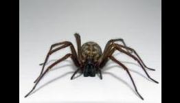 Outland 360 Adopts Limbo’s Spider