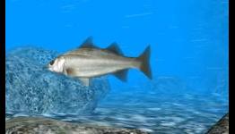 Wiiloveit.com: Reel Fishing Paradise 3D Goes Gold