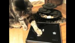 Friskies Introduces iPad/Android Games For Cats