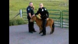 Sophist Radio Episode 47: Ponycorn Police Force