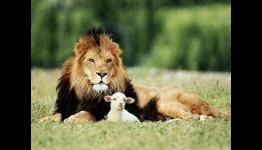 The Lion, the Lamb, and the Fear of Weakness