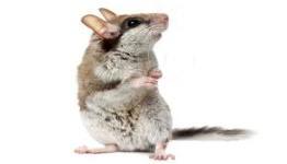 Stay In Control – Mouse Buying Guide