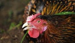 Chicken Snitches in Skyrim Bug Fixed . . . Unfortunately