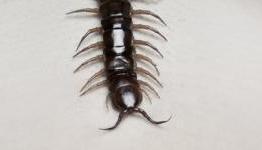 Human Centipede 2 Cut for UK Release