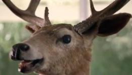 Cabelas Advertising Echoes Advent Rising