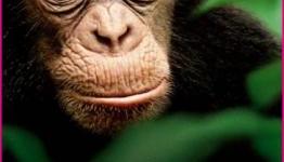 Disney Chimpanzee Trailer