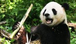 Gameolio Podcast Ep 40: Oh No Pandas!