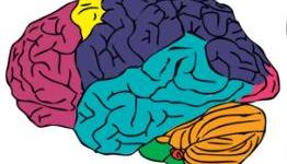 Cross Section of a Gamer’s Brain