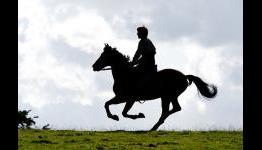 War Horse (2011) – Popzara Review