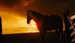 War Horse Visual Companion