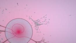 ‘Eufloria’ Has Laid Its Seeds And Is Sprouting On To iPad In February