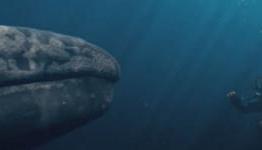 Duke & The Movies: Big Miracle