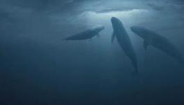 CinemaBlend Reviews Big Miracle