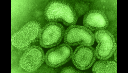 Study of deadly flu sparks debate amidst fears of new pandemic