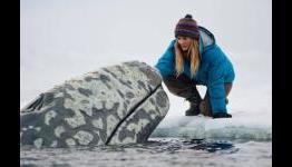 Review: Big Miracle