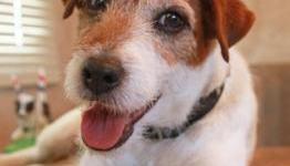 Jack Russell Terrier, Uggie, To Promote Nintendogs + Cats