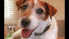 Nintendo’s new spokesman is cute, famous, a dog