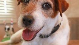 Nintendo’s First Ever “Spokesdog” Revealed