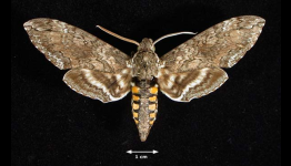 Could Remote-Controlled Cyborg Insects Be Used As Spies?