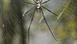 Spider Silk Spun Into Violin Strings