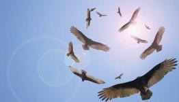 Vultures already circling GAME’s not quite dead carcass